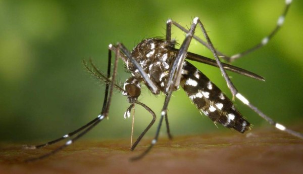 Chikungunya afecta a miles de personas en Guatemala