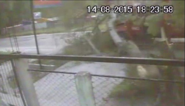 Se salva de morir aplastado por un árbol