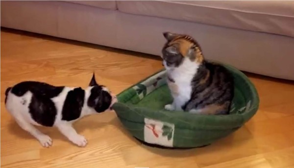 Así viven estos animales el pleito por una cama. Foto YouTube.