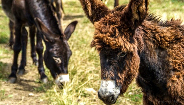 India: pasean sobre un burro a mujer acusada de asesinato