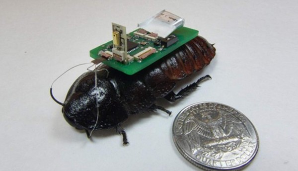'Cucaracha cíborgs' salvará vidas enl futuro