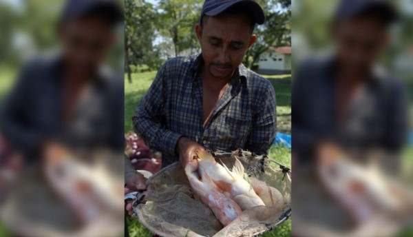 Productores de tilapia piden apoyo