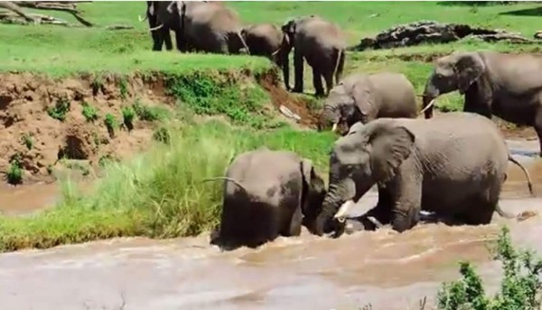 Video: Elefantes salvan a una cría arrastrada por el río