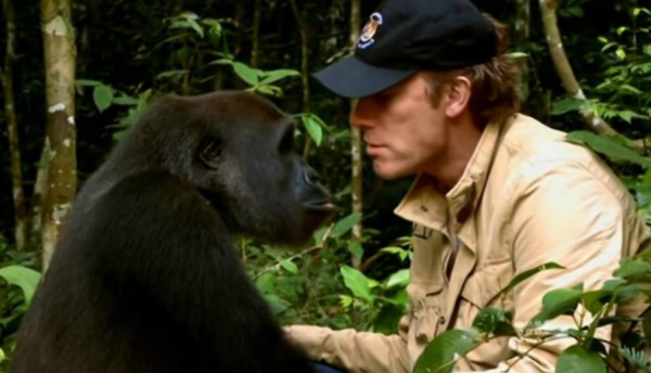Viral: Hombre se reencuentra con gorila que crió de bebé y su reacción causa emoción