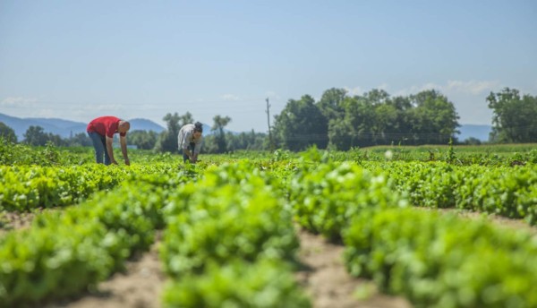 LAFISE, experiencia y trayectoria regional en el manejo de agronegocios