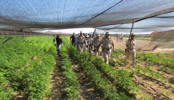 Un granjero de Estados Unidos subastará casi una tonelada de marihuana