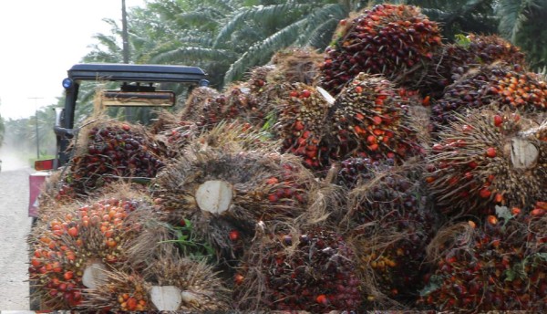 Palmeros de Palcasa producirán más de 34,000 toneladas de aceite en 2019