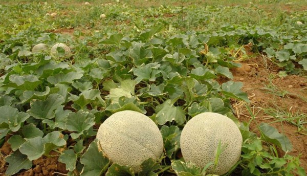 Melón hondureño está llegando a 36 países