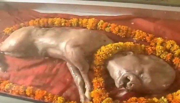 Insólito: Nace vaca con cabeza humana