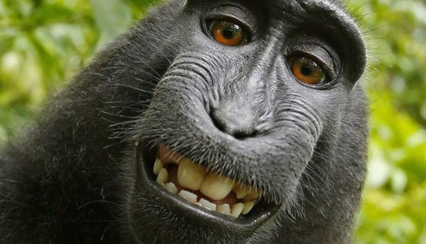 Los monos no tienen derechos de autor sobre selfies: juez de EUA