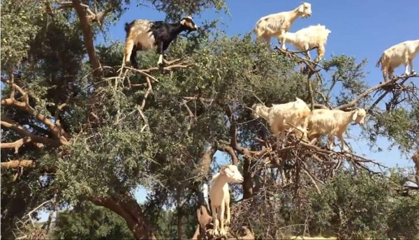 'Locas' cabras se creen pájaros y trepan a un árbol