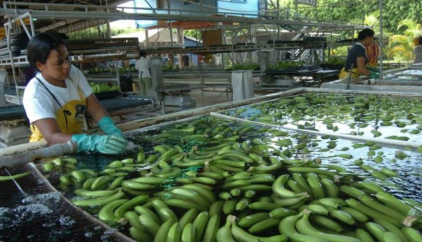 Redoblan acciones para prevenir la presencia de hongo en bananeras