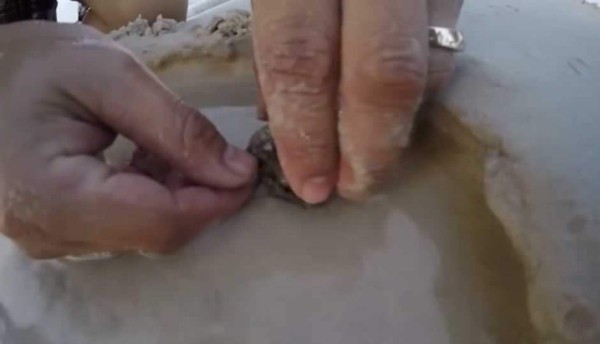 Mira lo que se encontró en el interior de esta almeja