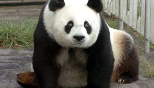 Muere Pan Pan, el 'abuelo de los pandas'