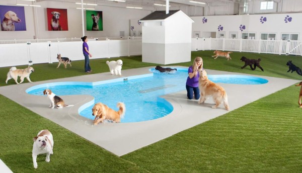 Terminal aérea para animales en Nueva York