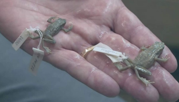 La rana bautizada como la guerrilla FARC en Colombia