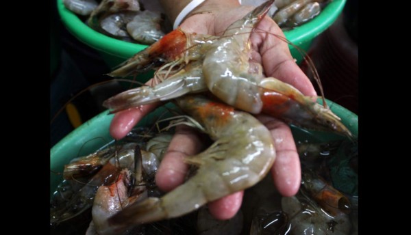 Honduras: se incrementan las exportaciones de camarón