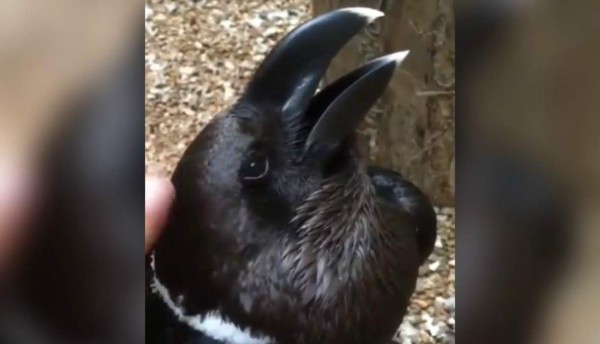 Viral: ¿Es un cuervo o un conejo? Un nuevo reto confunde las redes sociales