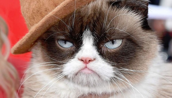 Grumpy Cat tiene ganancias millonarias  