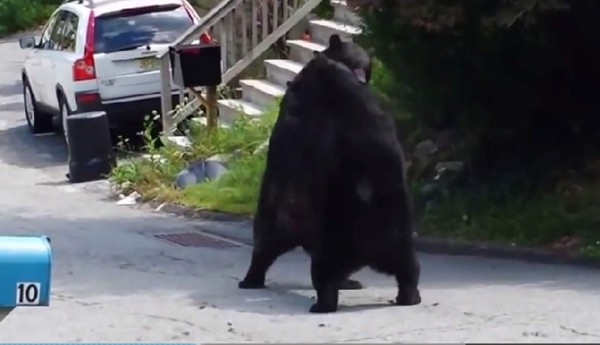 Dos osos se van a golpes en plena vía pública