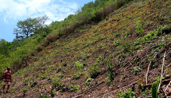 Honduras teme crisis alimentaria por sequía