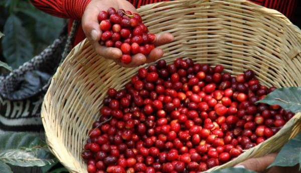 Comienzan a cortar café bajo la presión de los peores precios