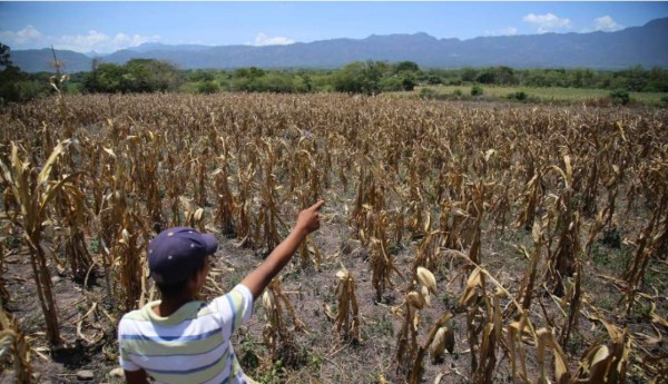 Siete departamentos están en alerta por severa sequía