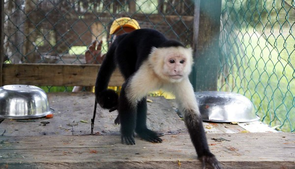 Trujillo y sus ocho maravillas en el Caribe de Honduras