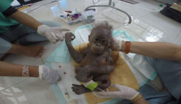 Nueva vida para bebé orangután en Indonesia