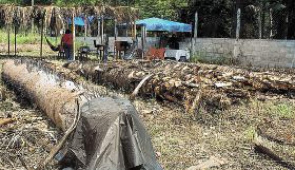 Vino de coyol, del palo a la boca