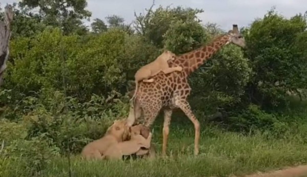 Video viral: El feroz ataque de seis leones a una jirafa