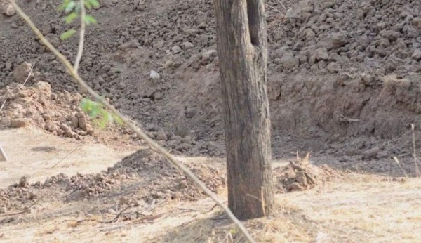 Nuevo reto visual: ¿Hallas al leopardo en esta foto viral?