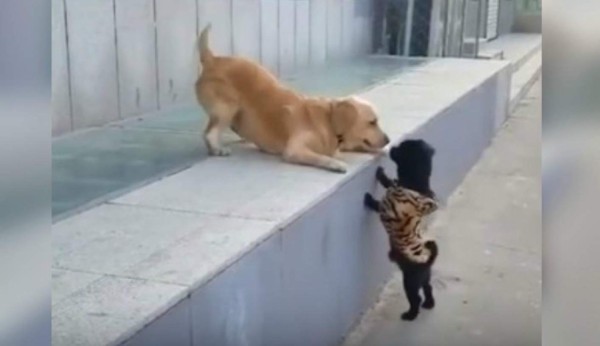 Video viral: Perro recibe su primer beso y reacciona con locura