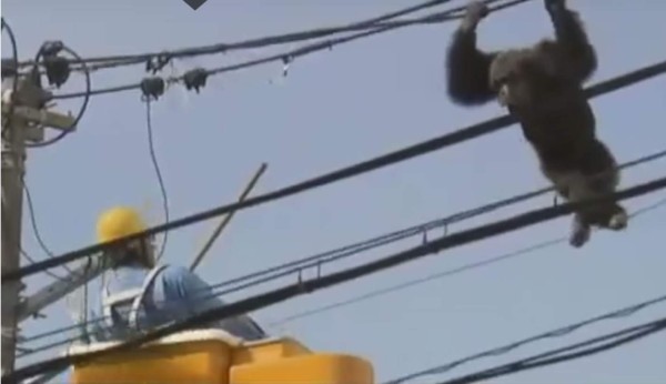 Chimpancé se balancea agarrado a cables de alta tensión
