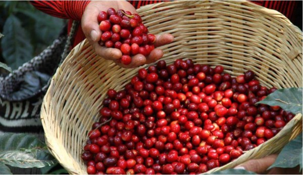 Cafetaleros preocupados por falta de cortadores y caída del precio