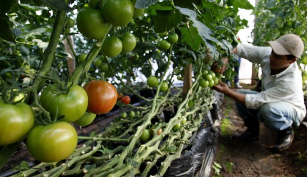 Lamentan pocos avances en lucha contra la corrupción en Honduras