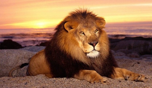 León, el rey de la selva