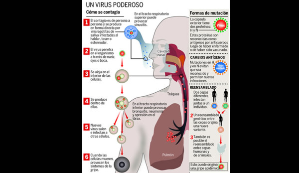 Inmunizarán contra tres tipos de virus, incluyendo la AH1N1