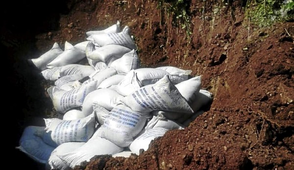 Autoridades justifican entierro de frijol etíope