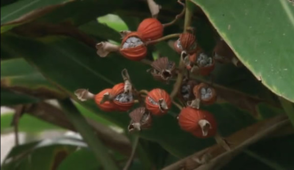 Científico presenta la fuente de la eterna juventud