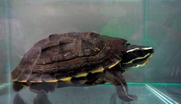 Encuentran 115 nuevas especies en la región del Gran Mekong