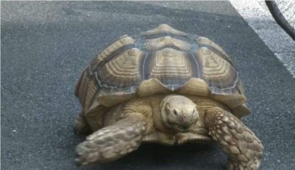Tortuga gigante por las calles de Tokio