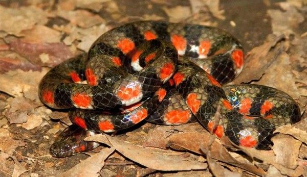 Inédito registro de serpiente de agua en parque nacional de la Amazonía peruana