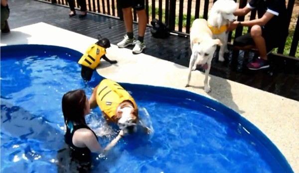 Este es el primer hotel de perros que se inauguró ayer en Singapur. Foto AFP.