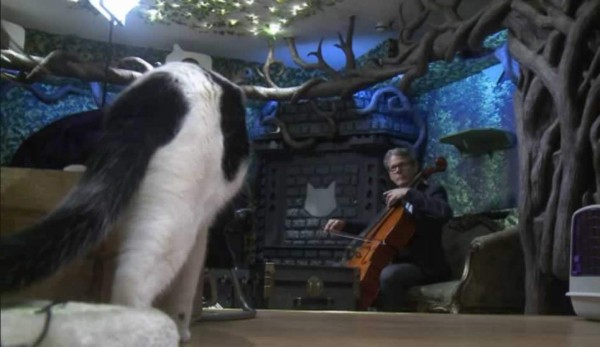 Un disco de música clásica… para gatos