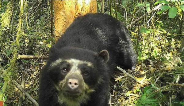 Captan por primera vez al oso de anteojos en la reserva de la Amazonía peruana