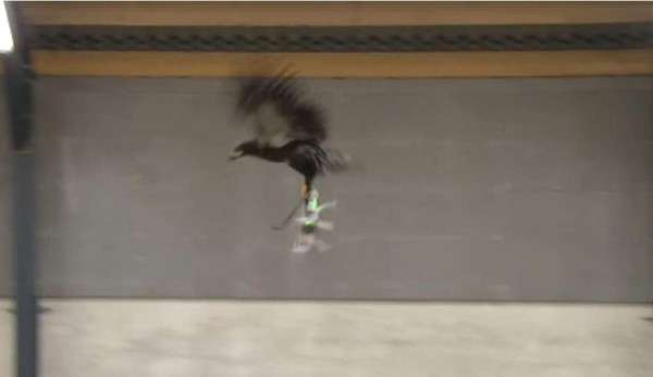 Águilas cazadoras de drones