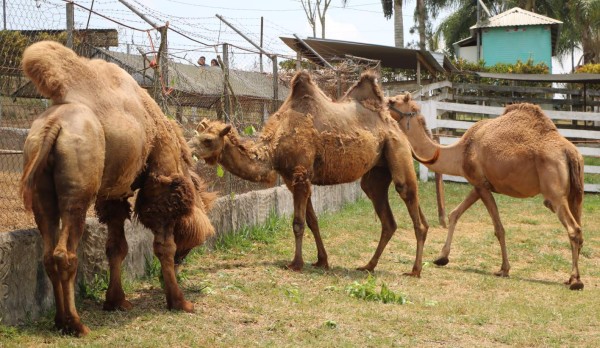 Santa Cruz, el municipio con mayor abundancia de agua y vegetación