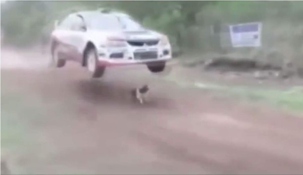 Perro se salva de ser aplastado por un corredor de rally