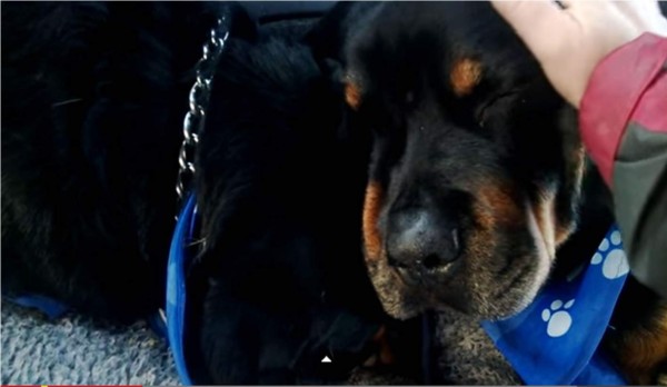 El perro cuando era consolado por su amo. Foto YouTube.